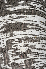 Naklejka premium White poplar