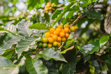 Ripening coffee beans on a coffee tree in Costa Rica.