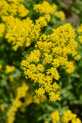 Obraz premium Italian alyssum
