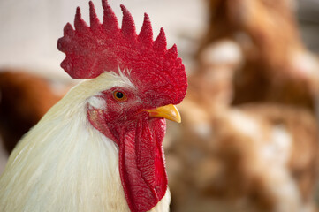 White roaster with the red crest