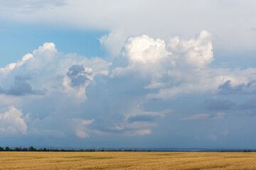 Fototapeta na wymiar Wheat field with clouds. Panoramic rural landscape with a Golden field. Low horizon line. huge Cumulus clouds. Bright summer landscape.