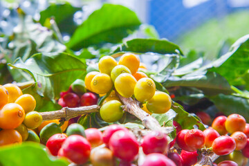 Ripening coffee beans on a coffee tree in Costa Rica.