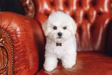 A little white Bichon Frize look in camera