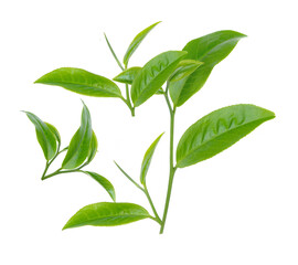 Green tea leaf collection isolated on white background