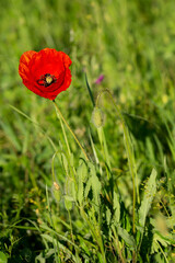 Obraz premium klatschmohn auf der wiese