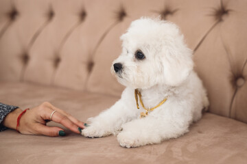 Fluffy little white Bichon Frize look away