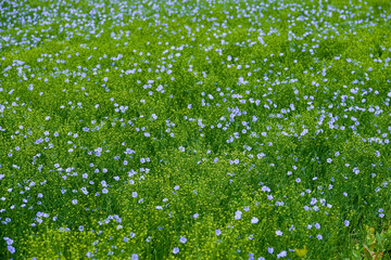 Fleurs de lin