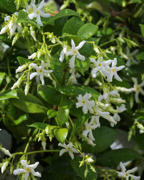 Confederate Jasmine blooms in a garden in Jacksonville Beach, Florida