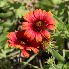 Obraz premium Colorful Indian Blanket Flowers with their red and yellow petals in a Field in Jacksonville Beach, Florida