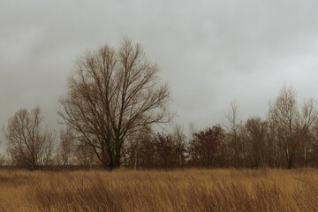 A beautiful branchy tree in the steppe in the evening. Autumn landscape.