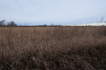 Fototapeta premium Wilted steppe grasses. Cloudy steppe landscape in the evening.