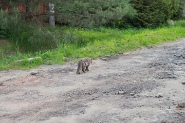 A stray cat walks along a country road in the village in summer. The animal walks alone on a warm summer day. Cat rear view.