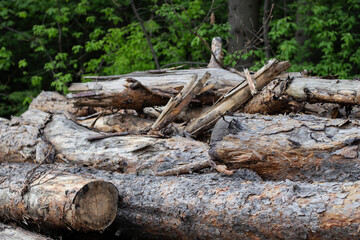 Trees Chopped And Stacked In Forest