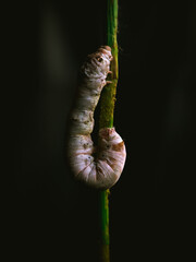 caterpillar in a branch