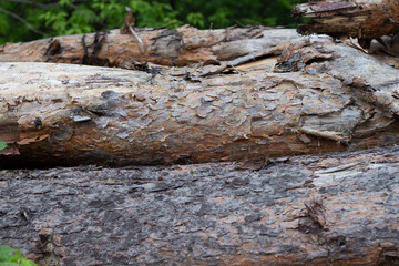 Trees Chopped And Stacked In Forest