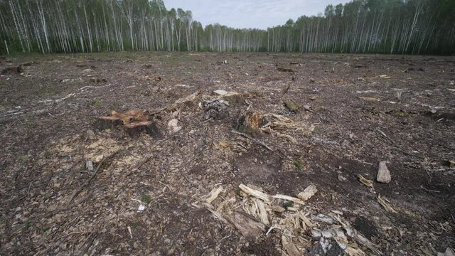 Area of illegal deforestation of vegetation. Environmental disaster, ecology, forest, earth. Stumps and logs, exploitation leads to deforestation endangering environment and sustainability.