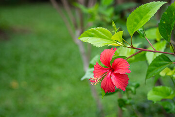 Red Hibiscus flower in the garden on a green background.
