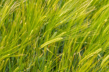 ears of two-row barley in an agricultural field