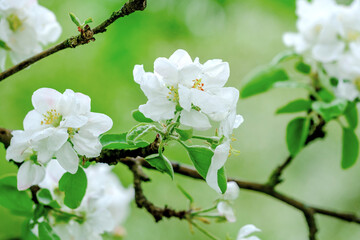 Branches of apple tree with blooming white flowers. Close up view.