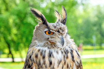 Portrait of adult eagle-owl, close up view.
