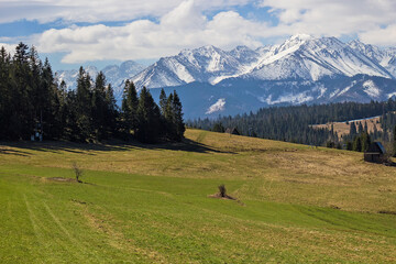 Tree stumps on foreground in High Tatras region. Beautiful mountains with snowy peak on background, Zakopane in Poland. Travel and vacation concept. Save nature