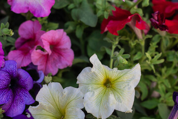 multicolored Petunia flowers ready to be planted in the garden