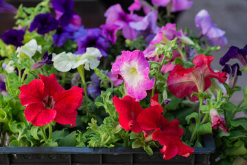 multicolored Petunia flowers ready to be planted in the garden