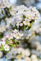 Obraz premium Flora and plants, mushrooms, flowers and trees of Russia