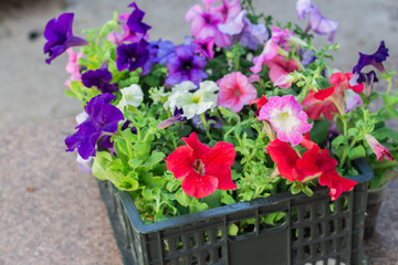 multicolored Petunia flowers ready to be planted in the garden