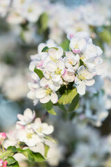 Flora and plants, mushrooms, flowers and trees of Russia