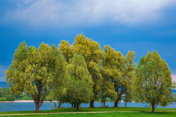 Bäume am Ufer des Rheins bei Gewitterstimmung