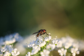 Fly on a flower in the nature