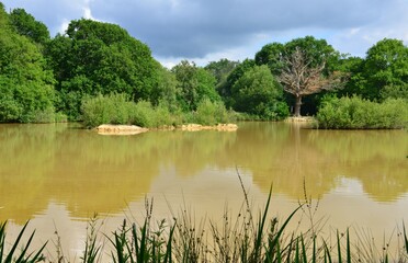 A brown water pond in Surrey, England.