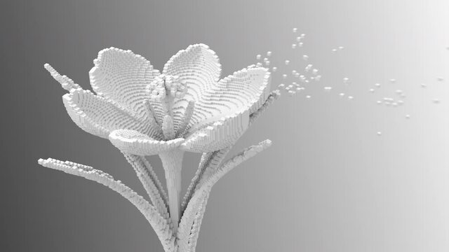 Digital Flower Disintegrates To 3D Pixels. 3D Animation. 4K. 3840x2160.