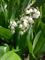 Blooming lilies of the valley close up. Convallaria majalis.