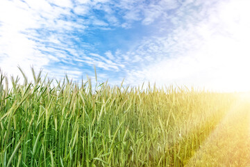 Obraz premium Scenic landscape of growing young organic wheat stalk field against blue sky on bright sunny summer day. Cereal crop harvest growth background. Agricultural agribuisness business concept