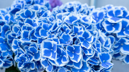 Blue and white hortensia flower close up macro shot. Hydrangea flower