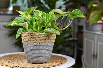 Tropical 'Epipremnum Aureum Marble Queen' pothos house plant with white variegation in natural basket flower pot on table