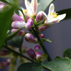 pink magnolia flower and buds