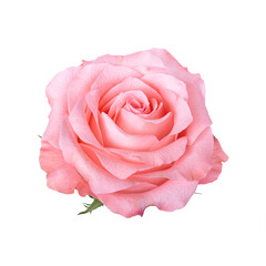 beautiful blossom pink rose isolated on white background with clipping path