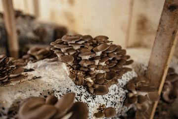 Oyster mushroom cultivation growing in farm on oil cake substrate