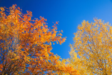 Golden autumn background.