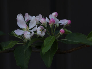White flower with pink trails