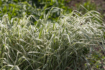 Beautiful horizontal texture of green Reed canary grass is in summer
