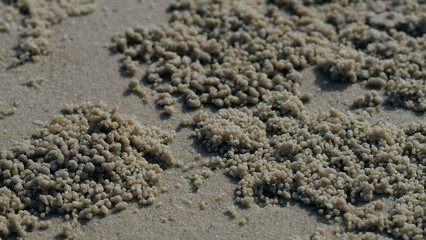 Fototapeta na wymiar Sand bubbler crab on the Beach,Thailand
