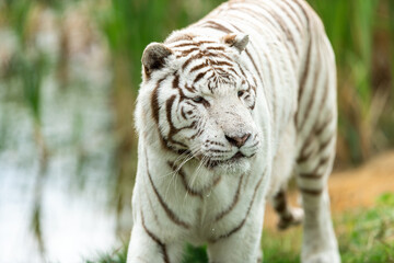 Fototapeta na wymiar White tiger in the forest
