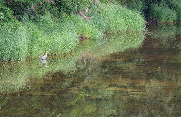 Heron reflected in the Teviot River, Scottish Borders