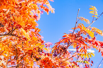 Red autumn leaves against blue sky.