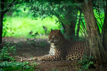 Tuinposter Panther in the jungle © AB Photography