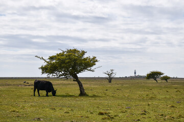 Grazing cow by a lone windblown tree